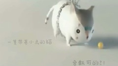 曾轶可 - 曾轶可的小猫21