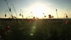 Ennio Morricone - The Green Leaves of Summer