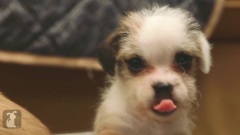搞笑音乐 - 3 Puppies In A Tiny Box,Only 2 Escape