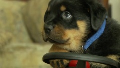 搞笑音乐 - Adorable Rottweiler Puppy Rides A Tricycle