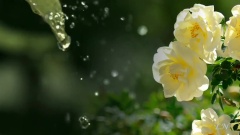 轻音乐 - Summer Rain...