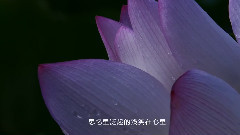 郑源 - 荷塘月色 粤语第二版