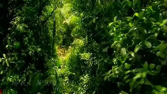 模仿翻唱 - 吻和泪