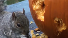搞笑音乐 - Squirrel Carves Pumpkin