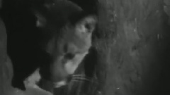 Quasi - Little White Horse