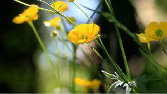 Andre Rieu - Spring Flowers
