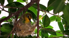 Japanese White Eye Nesting