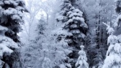 轻音乐 - It's Snowing