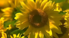 兰花草