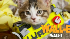 16 Kitten Halloween Costume Ideas