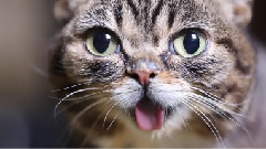 An Intimate Look at BUB's Fascinating Eating and Cleaning Methods
