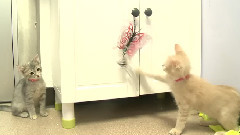 Cute Kitten Plays Music With Wind Chimes