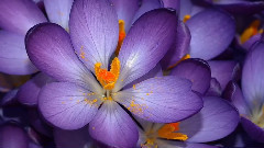 Bright Colors - Purple