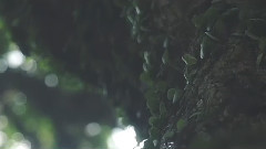 杨千嬅 - 好不容易遇见爱