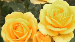 Amarantine