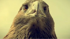 欧美群星 - Eagle Eyes