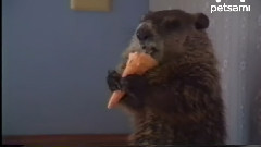 搞笑音乐 - Woodchuck Eating An Ice Cream Cone