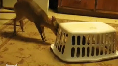 搞笑音乐 - Bambi And A Bobcat Are Best Friends