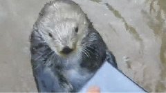 搞笑音乐 - Adorable Sea Otter Solves Shape Puzzle
