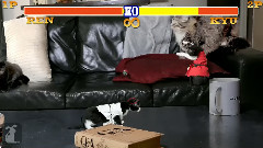 音乐短片,搞笑音乐 - Cat Fighter