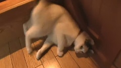 音乐短片,搞笑音乐 - 滚楼梯的懒猫