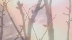 サクラ