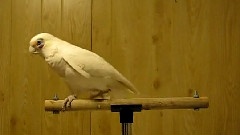 搞笑音乐 - Bird Dancing To Shake Your Tail Feather