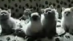 搞笑音乐 - 十大可爱猫咪