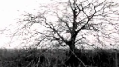 SNE