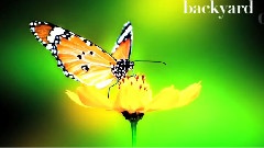 Owl City - Honey And The Bee