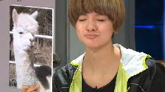 f(x),Amber(f(x)) - Happy Llama Day