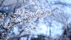 Kashiwa Daisuke - April#19