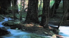 Jasper Forks - River Flows In You