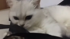 音乐短片 - Can't forget the black bag, I bite bite