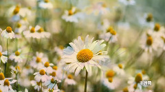 音乐短片 - 世界上最美的花欣赏(I)