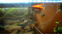 音乐短片 - 养食人鱼观赏