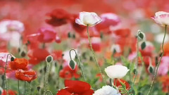 音乐短片 - 世界最美的花合辑