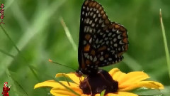 音乐短片 - 亲密爱人