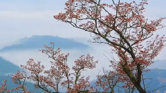 音乐短片 - 樱花雨