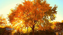 音乐短片 - 美丽的秋天Beauty Of Autumn