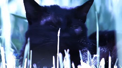 音乐短片 - Yakuro - Blue The Color Of Dreams