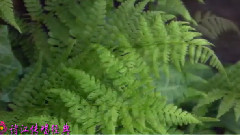 模仿翻唱 - 何日君再来