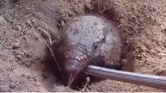 音乐短片 - 萌宠物