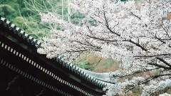 模仿翻唱 - 月下待杜鹃不来