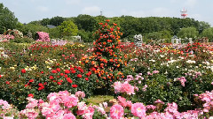 音乐短片 - 我是真的爱你