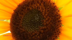 音乐短片 - Mizu Hyakkei