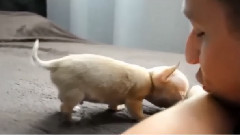 音乐短片 - Ma 7 miesięcy i waży 40 dekagramow. Toudi bliski zostania najmniejszym psem świata