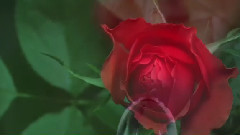 音乐短片 - 开花的过程