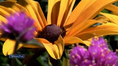 音乐短片 - 花之韵(Flowers Charm)