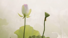 音乐短片 - 六字真言颂怙主三宝(蒙古语)